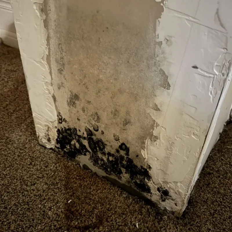 Professional Mold Removal in Hardy County, WV